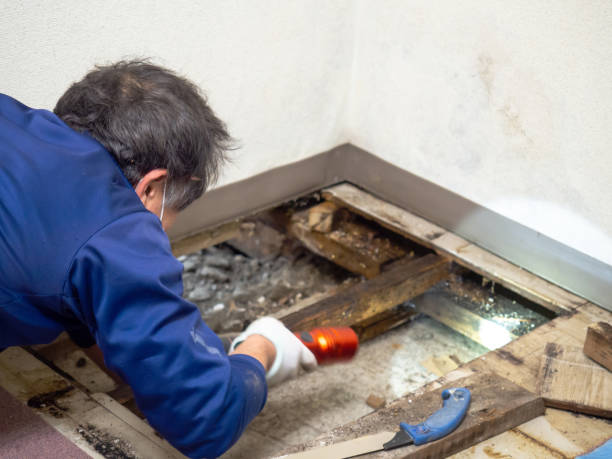 Best Black Mold Removal  in Muscle Shos, AL