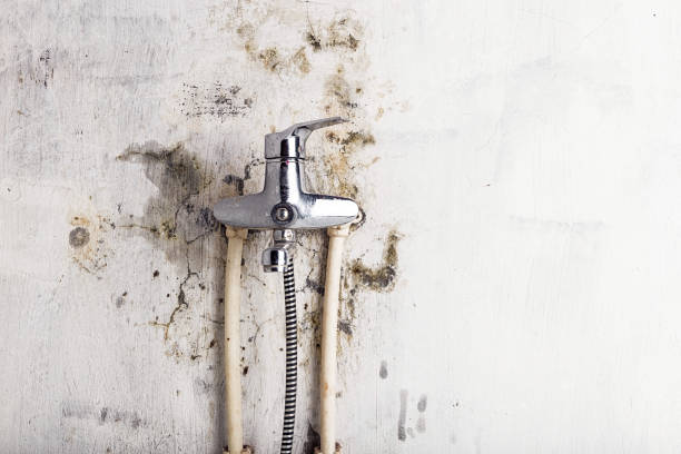 Best Residential Mold Removal  in Muscle Shos, AL