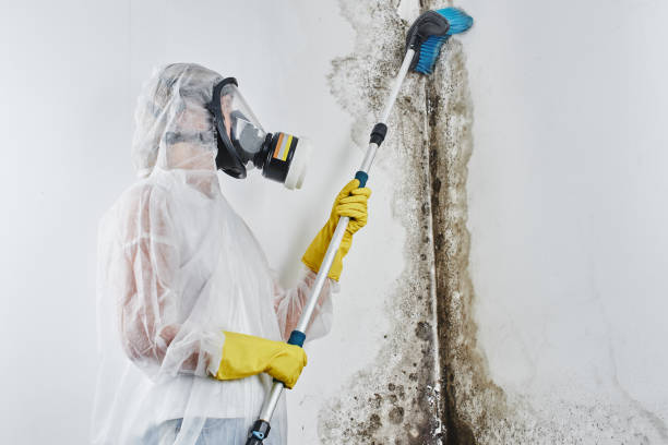 Best Water Damage Restoration  in Muscle Shos, AL