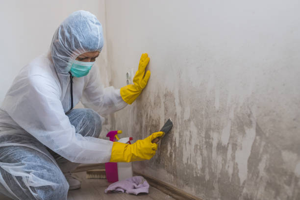 Best Home Mold Removal  in Muscle Shos, AL