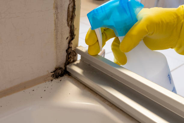 Best Certified Mold Removal  in Muscle Shos, AL