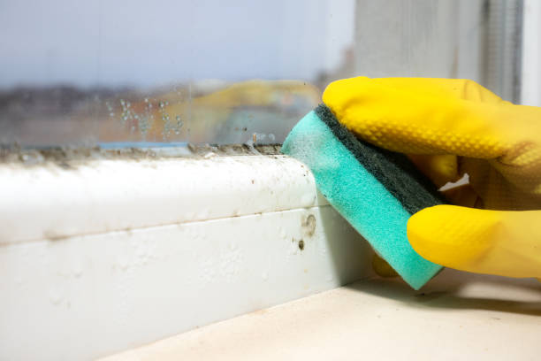 Best Mold Cleaning Services  in Muscle Shos, AL