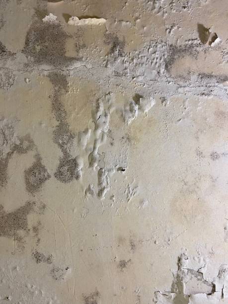 Best Mold Testing  in Muscle Shos, AL