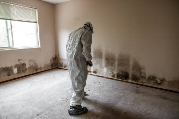 Best Emergency Mold Removal  in Muscle Shos, AL