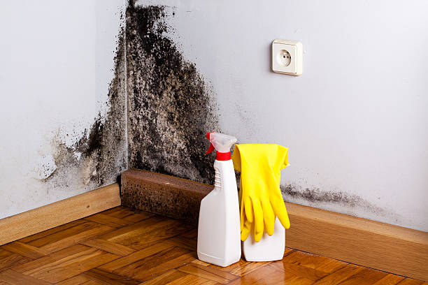 Best Office Mold Removal Services  in Muscle Shos, AL