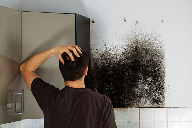 Best Fast Mold Removal  in Muscle Shos, AL