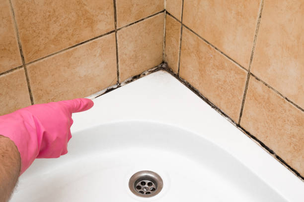 Best Local Mold Removal Service  in Muscle Shos, AL